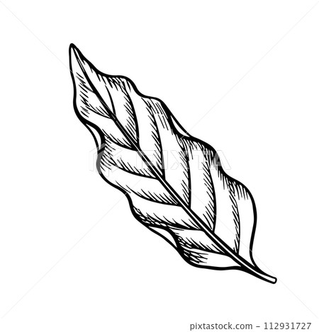 A leaf of the coffee tree. An illustration in the style of an engraving. Vector black and white graphics. For packaging, logos and labels. For banners, flyers, menus and posters. 112931727