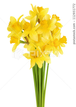 Daffodil flower or narcissus isolated on white background with full depth of field Daffodil flower or narcissus isolated on white background with full depth of field 112931772