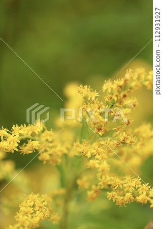 公園路邊盛開的一朵小黃花 公園路邊盛開的一朵小黃花 112931927