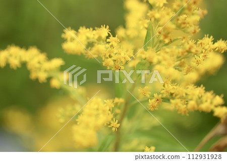 公園路邊盛開的一朵小黃花 112931928