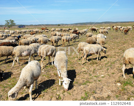 herd of sheeps herd of sheeps 112932648