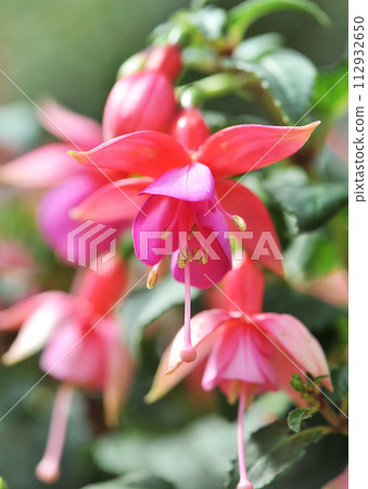flower of Fuchsia 112932650