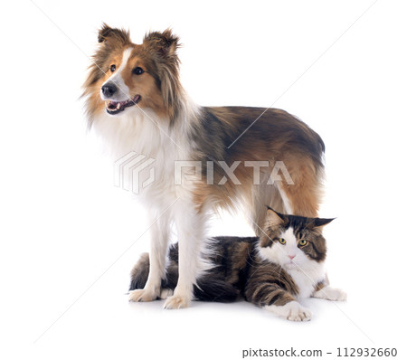 shetland dog ans maine coon cat 112932660