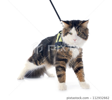 maine coon cat maine coon cat 112932662