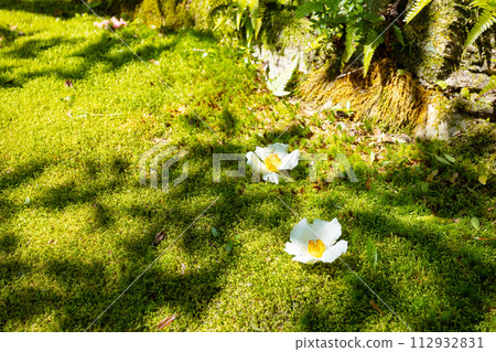 龍潭寺:撒羅樹花落在苔蘚上 龍潭寺:撒羅樹花落在苔蘚上 112932831