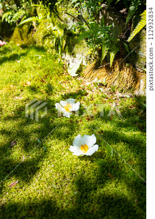 Ryutanji Temple: Sala tree flowers falling on the moss Ryutanji Temple: Sala tree flowers falling on the moss 112932834