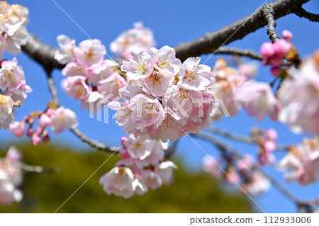 櫻花 櫻花 112933006