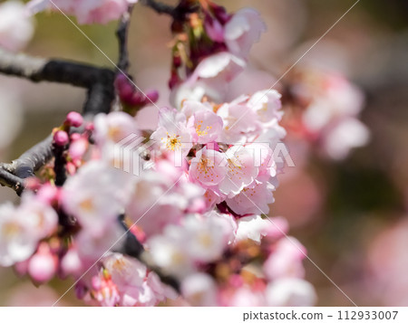 櫻花 櫻花 112933007