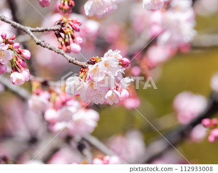 櫻花 櫻花 112933008
