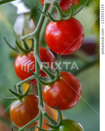 Cherry tomatoes Cherry tomatoes 112933124