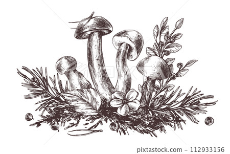 Mushrooms forest boletus with grass, blueberries, moss and cone. Graphic botanical illustration hand drawn in brown ink. For recipes, packaging, autumn festival, harvest. Isolated composition 112933156