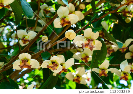 Rare flowers Mitrephora sirikitiae flowers blooming in summer season. Rare flowers Mitrephora sirikitiae flowers blooming in summer season. 112933289