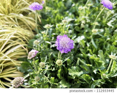 purple scapiosa purple scapiosa 112933445