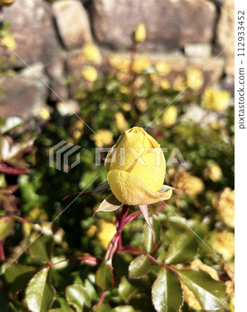 黃玫瑰 黃玫瑰 112933452