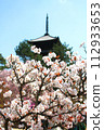 京都風景：仁和寺的櫻花 112933653