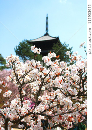 京都風景:仁和寺的櫻花 京都風景:仁和寺的櫻花 112933653