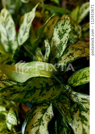 Beautiful shiny green leaves of the gardening store 112933671