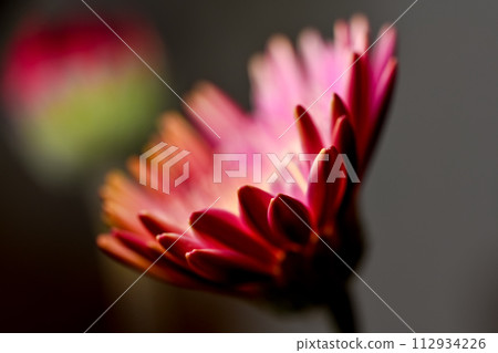 紅色非洲菊花卉 紅色非洲菊花卉 112934226