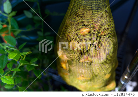 鬱金香球莖在陰涼處乾燥 鬱金香球莖在陰涼處乾燥 112934476