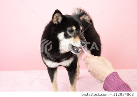 豆柴雪莉刷牙 112934808