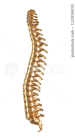 Golden human spine model isolated on white Golden human spine model isolated on white 112934810