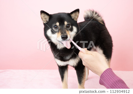 Sherry Mameshiba brushing her teeth Sherry Mameshiba brushing her teeth 112934912
