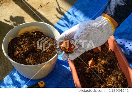 鬱金香球根種植 112934941