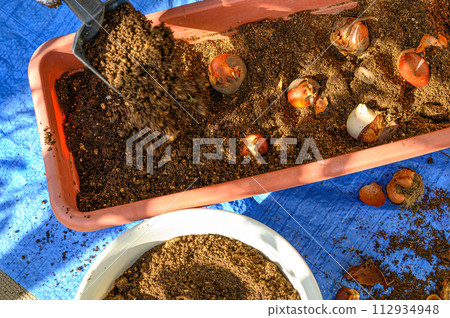 鬱金香球根種植 112934948