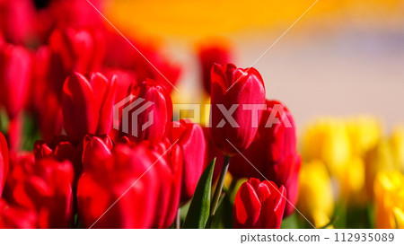 Red tulips are brightly colored and yellow too Red tulips are brightly colored and yellow too 112935089