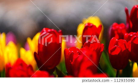 yellow behind red tulips 112935090