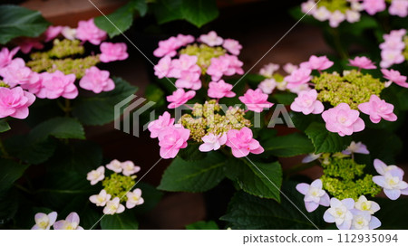 Deep pink hydrangea 2024 112935094