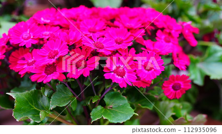 紅小菊花2024 112935096