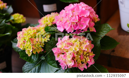 花瓶裡的粉紅色繡球花 112935097