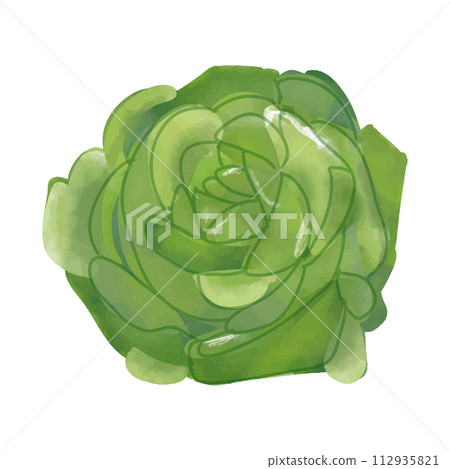 Watercolor green cabbage isolated on white background Watercolor green cabbage isolated on white background 112935821