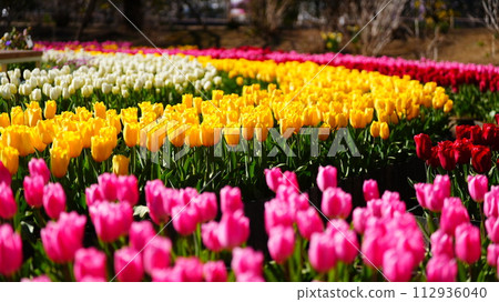荷蘭風格的鬱金香花田盛開的壯觀景色 112936040