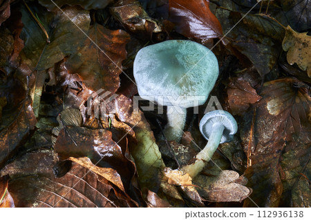 Clitocybe odora Clitocybe odora 112936138