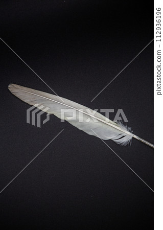 feather 112936196