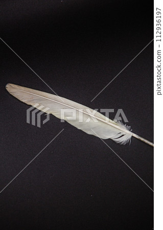 feather 112936197