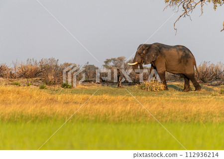 African Elephant grazing in the Okavango Delta at sunset 112936214