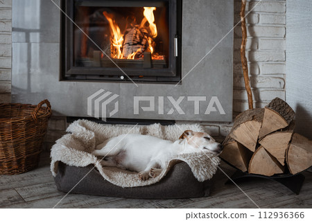 A Jack Russell Terrier dog sleeps on a rug A Jack Russell Terrier dog sleeps on a rug 112936366