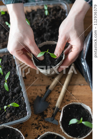 Farmer transplants tomato and pepper seedlings into peat cups 112936379