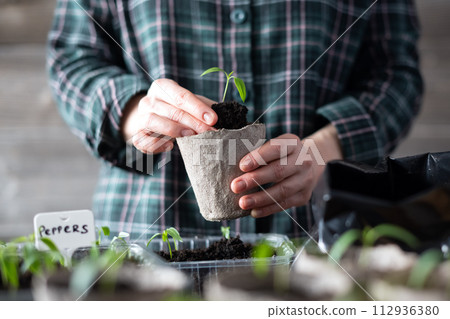 Farmer transplants tomato and pepper seedlings into peat cups 112936380
