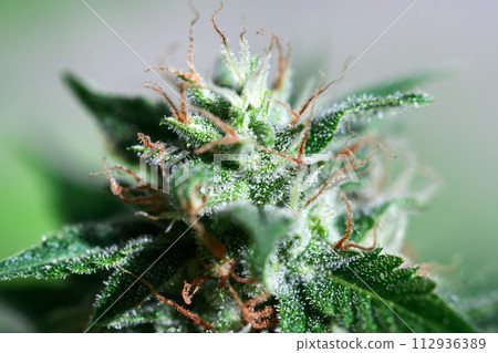 Macro shot of flowering cannabis bud Macro shot of flowering cannabis bud 112936389