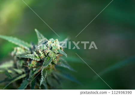 Macro shot of flowering cannabis bud 112936390