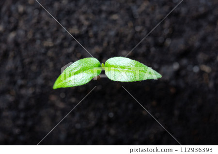 Pepper seedling in a peat cup close up Pepper seedling in a peat cup close up 112936393