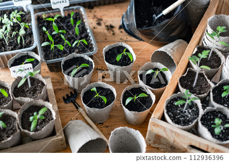 Tomato and pepper seedlings in peat cups Tomato and pepper seedlings in peat cups 112936396