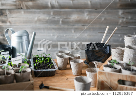 Tomato and pepper seedlings in peat cups 112936397