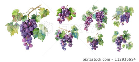 AI-generated content. Grapes with leaves. Isolated fresh grape watercolor graphic. Agriculture harvest elements. Wine products raw ingredients, vector set AI-generated content. Grapes with leaves. Isolated fresh grape watercolor graphic. Agriculture harvest elements. Wine products raw ingredients, vector set 112936654
