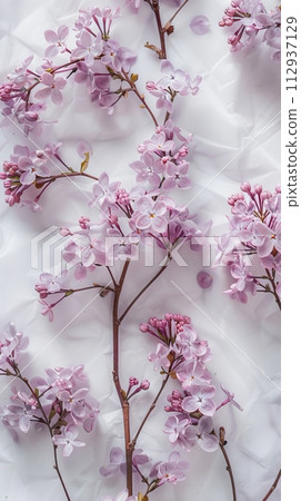 Lilac branches on a white background, spring flowers 112937129