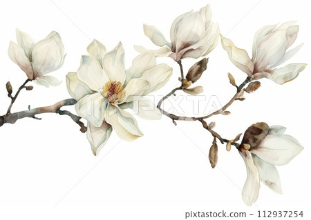 Watercolor illustration of a branch of a blooming Magnolia on a white background, spring flowers 112937254